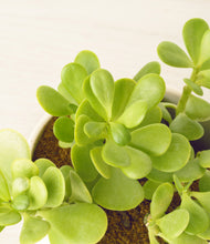 Load image into Gallery viewer, ALL
