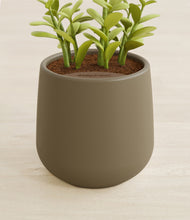 Load image into Gallery viewer, Olive stand:all
