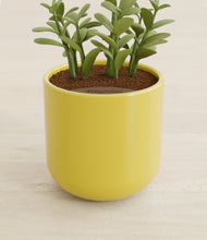 Load image into Gallery viewer, Key Lime Yellow stand:all
