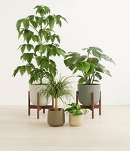 Load image into Gallery viewer, Woodland stand:two_stands
