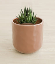 Load image into Gallery viewer, Hammered Peach Pink stand:all
