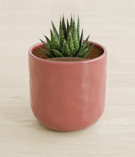 Load image into Gallery viewer, Hammered Rose Pink stand:all
