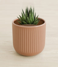Load image into Gallery viewer, Striped Peach Pink stand:all
