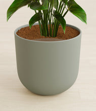 Load image into Gallery viewer, Sage Green stand:all
