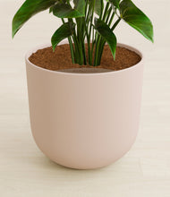 Load image into Gallery viewer, Sandy Pink stand:all
