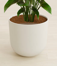 Load image into Gallery viewer, Natural Bamboo stand:all
