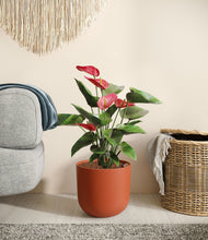 Load image into Gallery viewer, Earth Red
