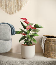 Load image into Gallery viewer, Natural Bamboo
