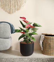 Load image into Gallery viewer, Stone Black
