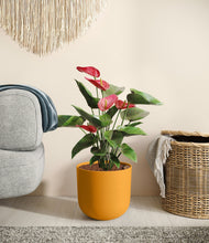 Load image into Gallery viewer, Sunset Orange
