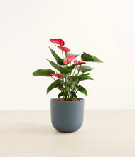 Load image into Gallery viewer, Iron Gray*****Profile
