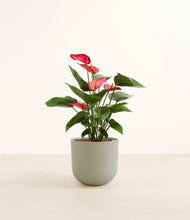 Load image into Gallery viewer, Sage Green*****Profile
