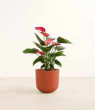 Load image into Gallery viewer, Earth Red*****Profile
