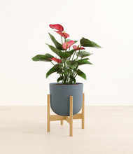 Load image into Gallery viewer, Iron Gray stand:bamboo
