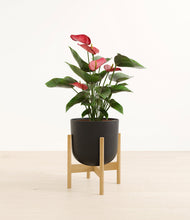 Load image into Gallery viewer, Stone Black stand:bamboo
