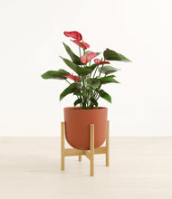 Load image into Gallery viewer, Earth Red stand:bamboo
