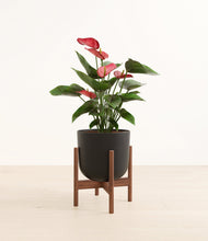 Load image into Gallery viewer, Stone Black stand:walnut
