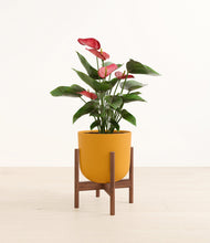 Load image into Gallery viewer, Sunset Orange stand:walnut
