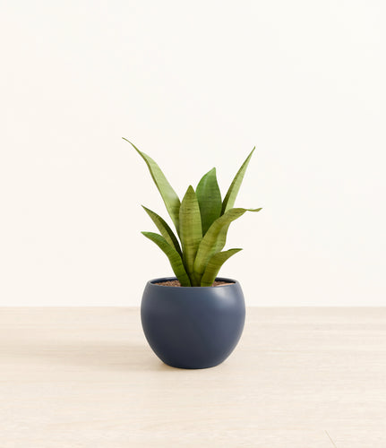 Deep Navy*****Profile