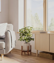 Load image into Gallery viewer, Eternal Gray stand:walnut
