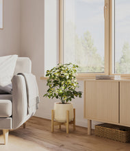Load image into Gallery viewer, Almond Green stand:bamboo
