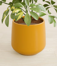 Load image into Gallery viewer, Mustard stand:all
