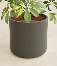Load image into Gallery viewer, Dark Olive stand:all
