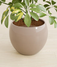 Load image into Gallery viewer, Desert Brown stand:all
