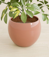 Load image into Gallery viewer, Calm Rose stand:all
