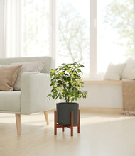 Load image into Gallery viewer, Dark Olive stand:walnut
