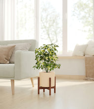 Load image into Gallery viewer, Cream stand:walnut
