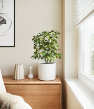 Load image into Gallery viewer, White
