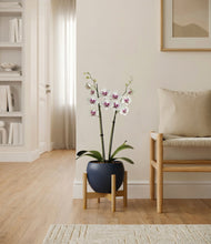 Load image into Gallery viewer, Deep Navy stand:bamboo
