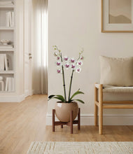 Load image into Gallery viewer, Desert Brown stand:walnut
