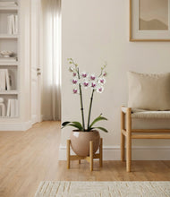 Load image into Gallery viewer, Desert Brown stand:bamboo
