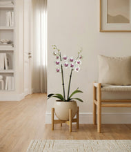 Load image into Gallery viewer, Shiny EggWhite stand:bamboo
