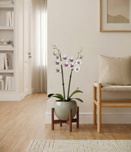 Load image into Gallery viewer, Deep Ocean stand:walnut

