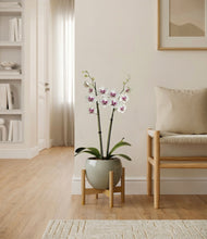 Load image into Gallery viewer, Deep Ocean stand:bamboo
