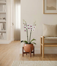 Load image into Gallery viewer, Calm Rose stand:walnut
