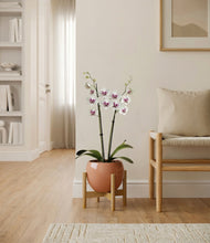 Load image into Gallery viewer, Calm Rose stand:bamboo
