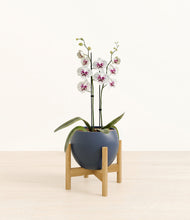 Load image into Gallery viewer, Deep Navy stand:bamboo
