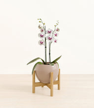 Load image into Gallery viewer, Desert Brown stand:bamboo
