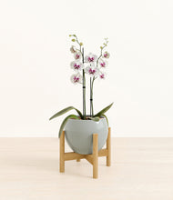 Load image into Gallery viewer, Deep Ocean stand:bamboo
