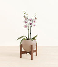 Load image into Gallery viewer, Desert Brown stand:walnut

