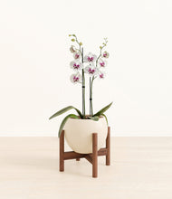 Load image into Gallery viewer, Shiny EggWhite stand:walnut
