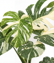 Load image into Gallery viewer, ALL
