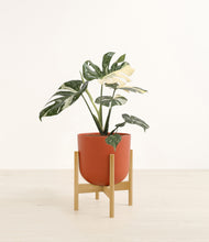 Load image into Gallery viewer, Earth Red stand:bamboo
