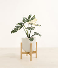 Load image into Gallery viewer, Natural Bamboo stand:bamboo
