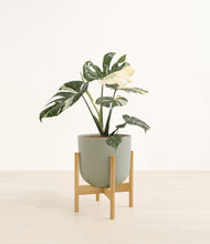 Load image into Gallery viewer, Sage Green stand:bamboo

