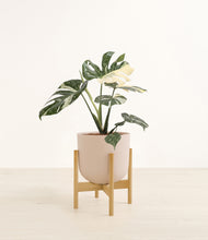 Load image into Gallery viewer, Sandy Pink stand:bamboo
